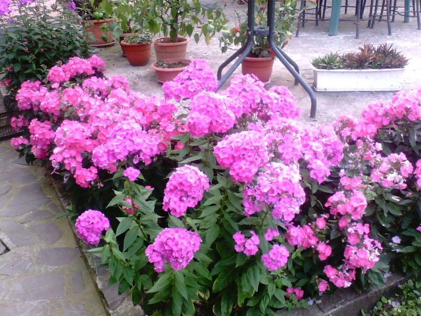 Phlox - Gradina mea