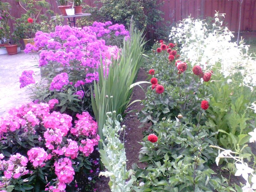 Phlox , gladiole , dalii rosii , regina noptii - Gradina mea