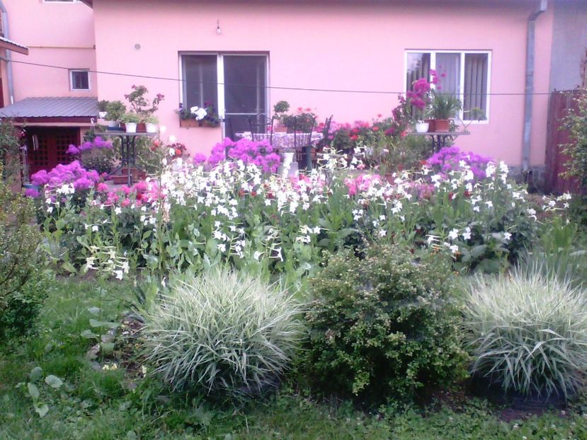 iarba decorativa , regina noptii , phlox - Gradina mea