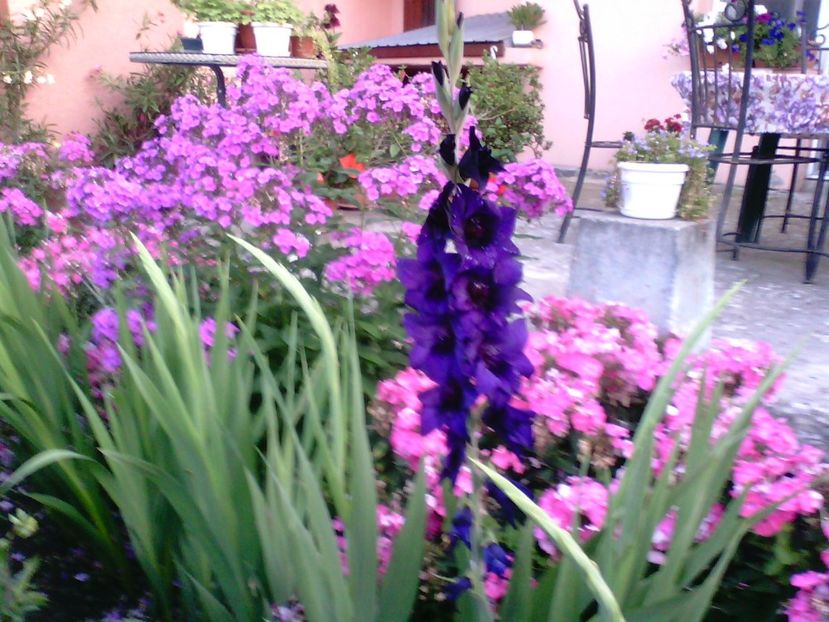 IMG00301 - Gradina mea