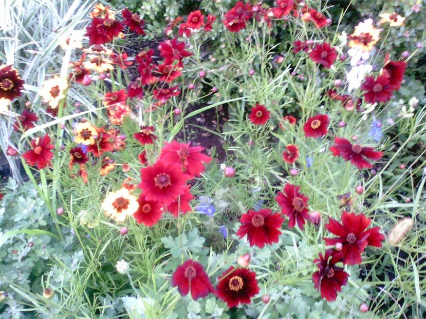 IMG00305 - Gradina mea