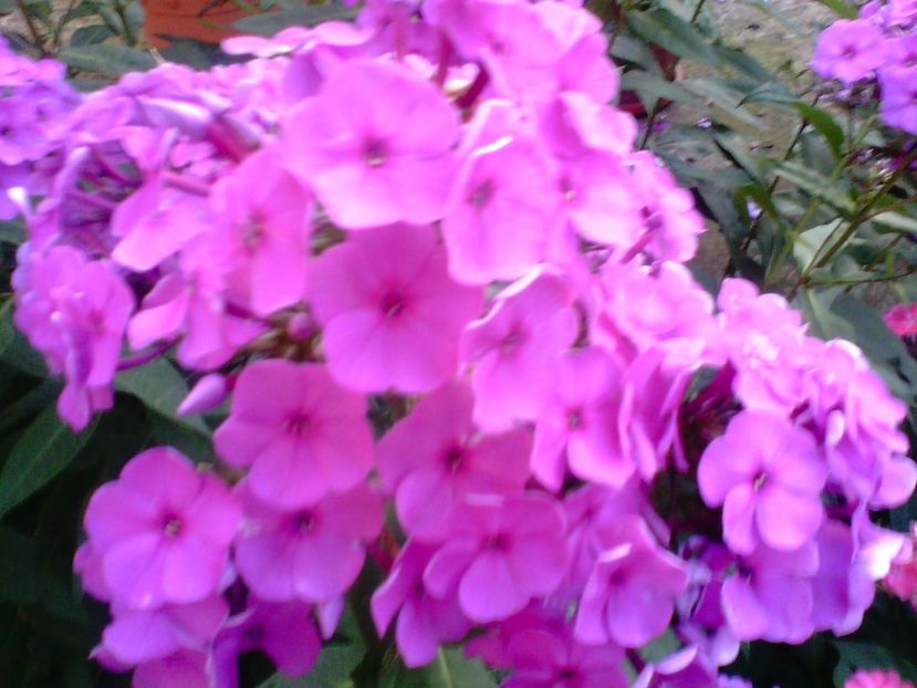 IMG00307 - Gradina mea