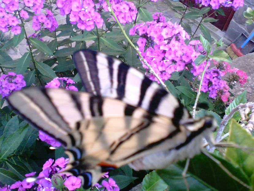 IMG00320 - Gradina mea