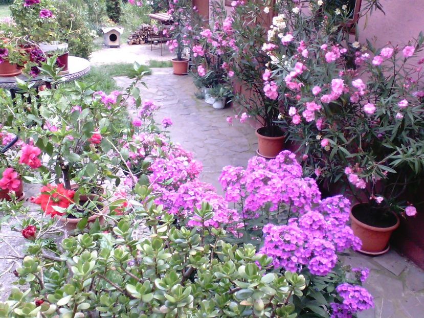 IMG00337 - Gradina mea