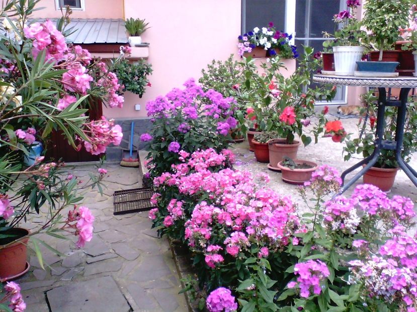 IMG00342 - Gradina mea