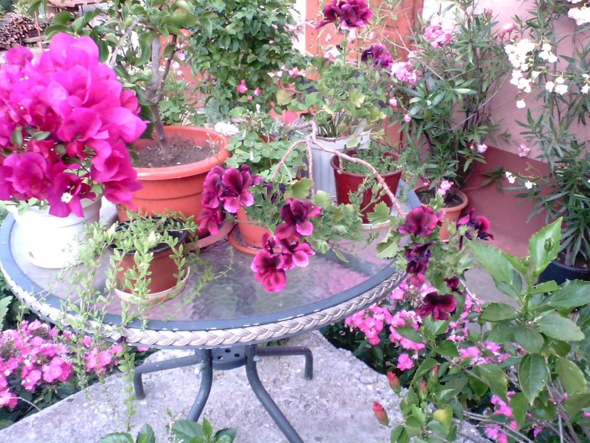 IMG00348 - Gradina mea