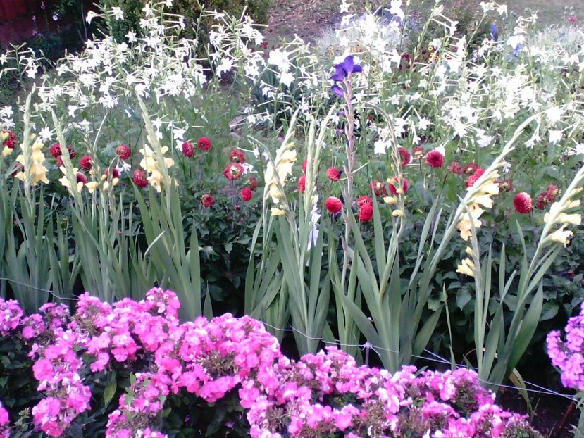 IMG00350 - Gradina mea