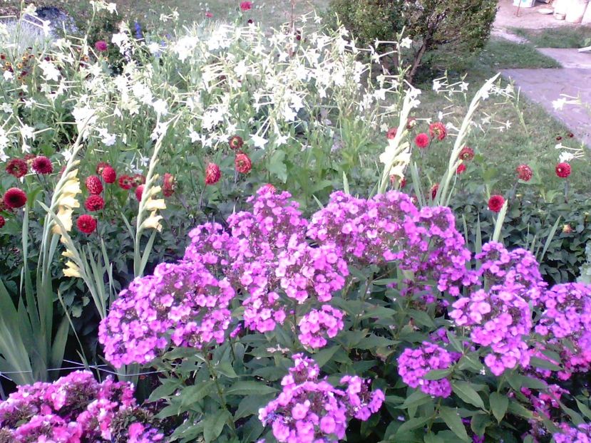 IMG00352 - Gradina mea