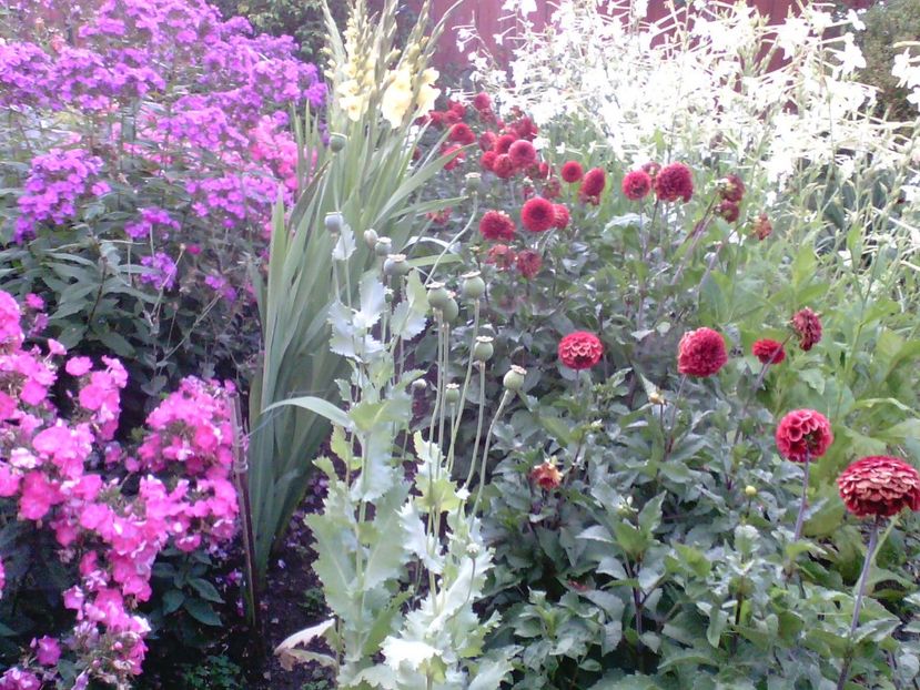 IMG00363 - Gradina mea