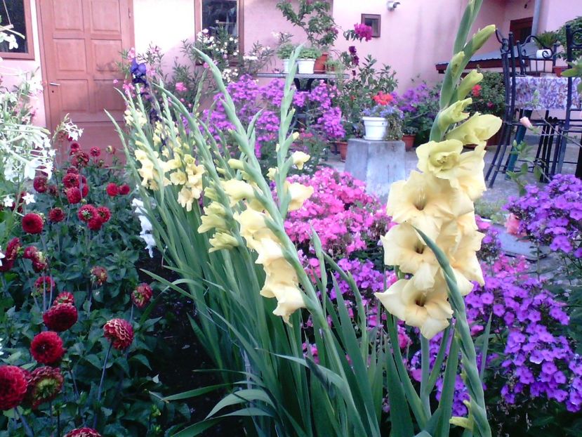 IMG00365 - Gradina mea