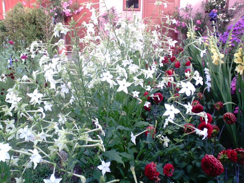 IMG00366 - Gradina mea