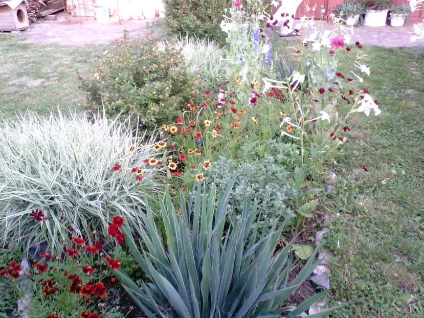 IMG00367 - Gradina mea