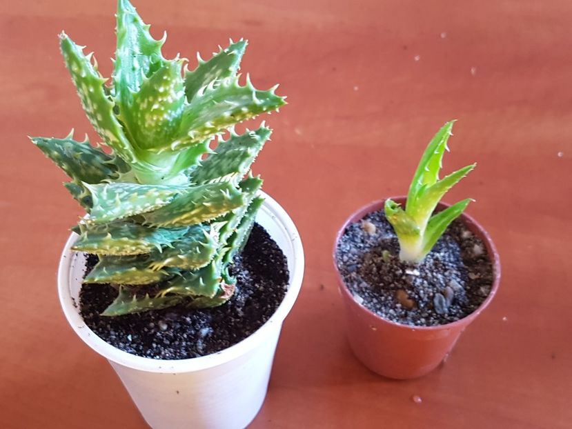 Aloe squarrosa - Cactusi si plante suculente 2017-2018-2019