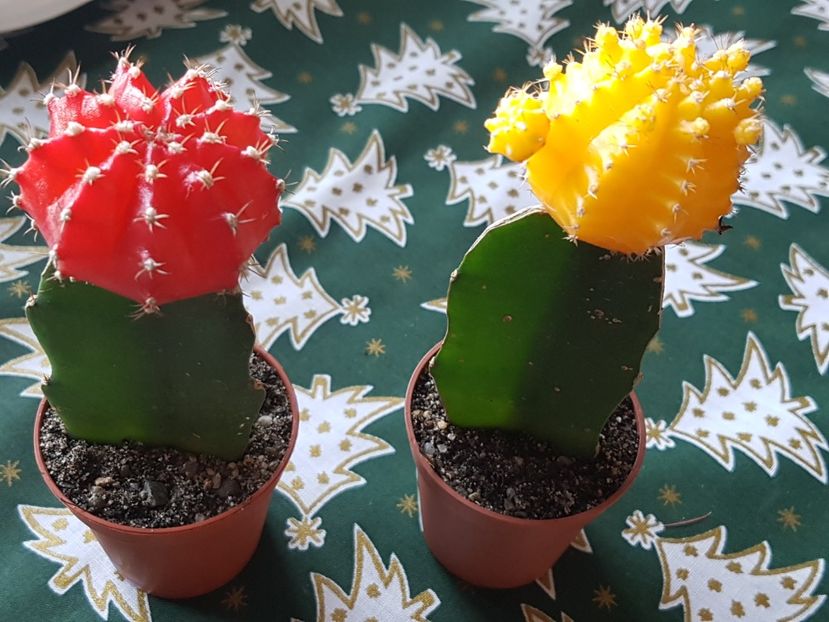 Gymnocalicium altoit pe myrtillocactus - Cactusi si plante suculente 2017-2018-2019
