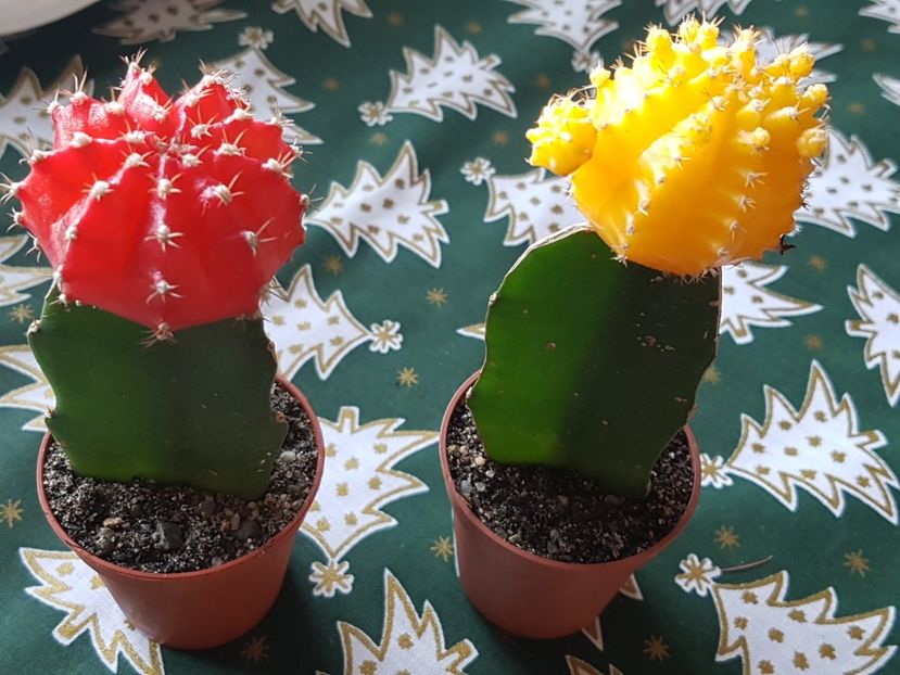 Gymnocalicium altoit pe myrtillocactus - Cactusi si plante suculente 2017-2018-2019