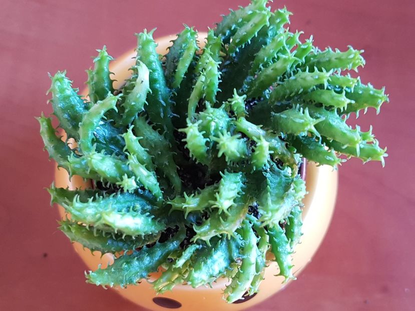 Euphorbia mammillaris v. minima - Cactusi si plante suculente 2017-2018-2019