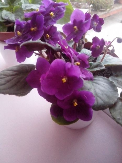 IMG-20161129-WA0011 - Violete