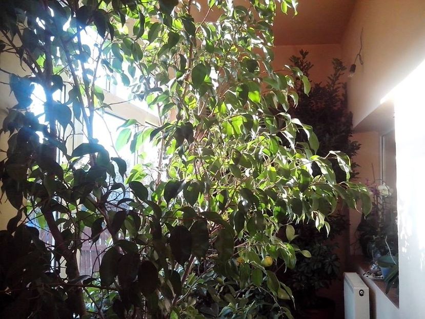 Ficus Benjamina - Plante verzi