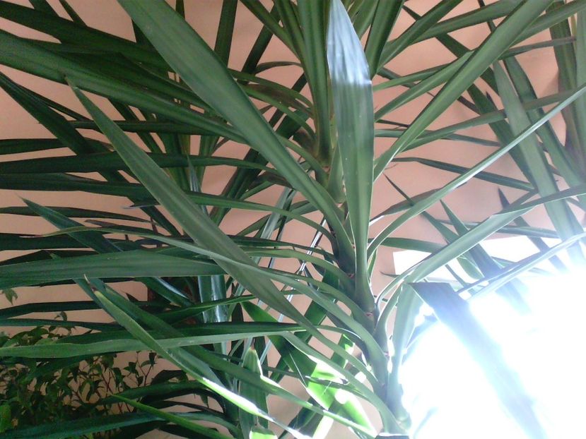 Yucca - Plante verzi