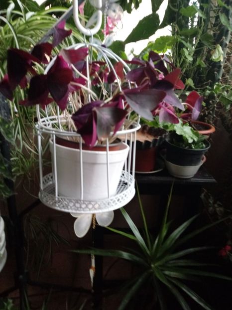 OxalisTriangularis - Diverse flori