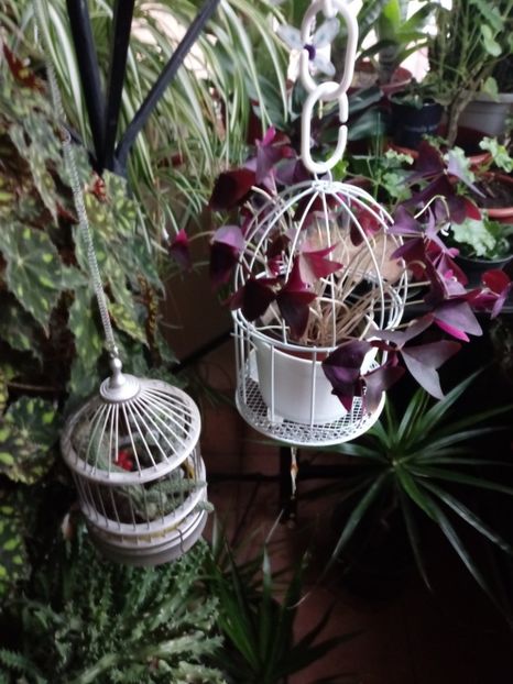 OxalisTriangularis - Diverse flori