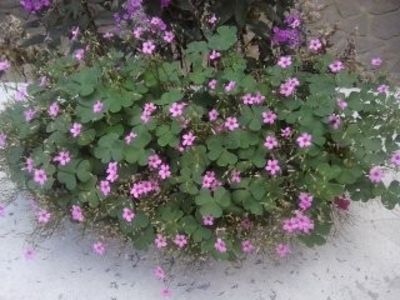 OxalisArticulata - Diverse flori