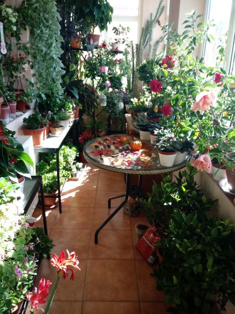 Mini-sera mea - Diverse flori