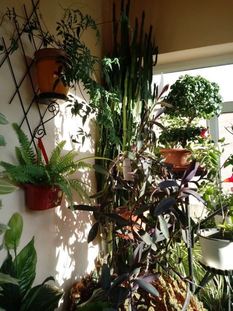 EuphorbiaTrigonas,Bonsai,Philadelphus-Iasomie,FerigaCreata - Diverse flori
