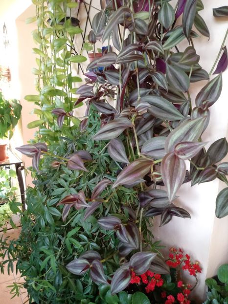 Passiflora, TradescantiaZebrina - Diverse flori