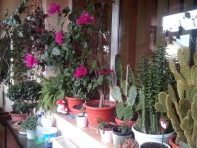 Mini-sera mea - Diverse flori