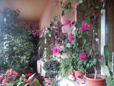 Mini-sera mea - Diverse flori
