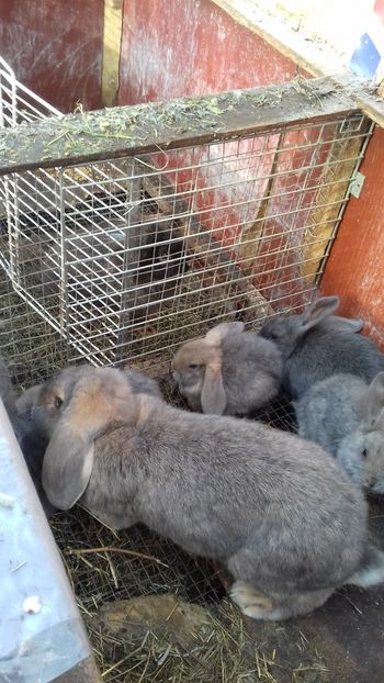 pui berbec - BERBEC GERMAN