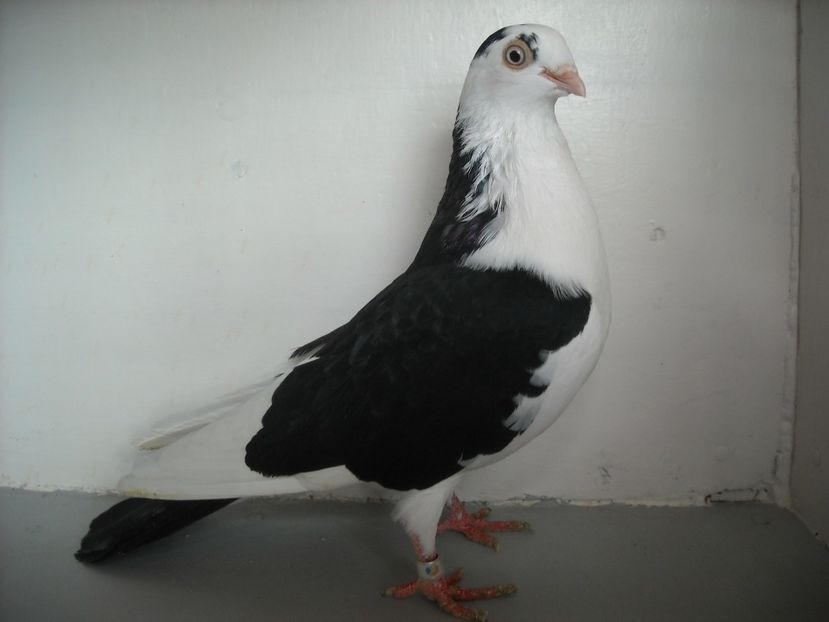  - jucatori de galati pe negru