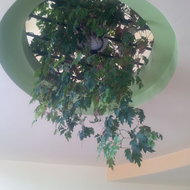  - planta curgatoare de interior