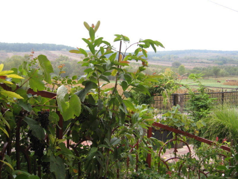 Picture 8503 - Guava - PSIDIUM GUAJAVA