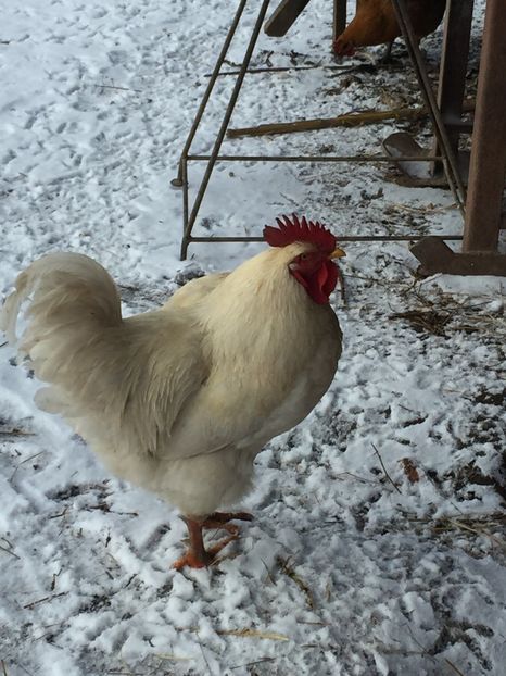  - Metisi Jersey giant-kabir-coob 500