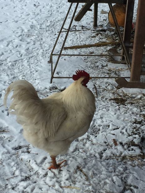  - Metisi Jersey giant-kabir-coob 500