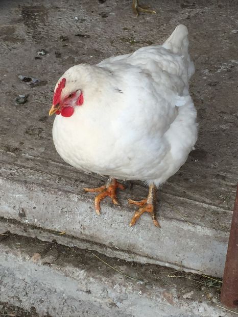  - Metisi Jersey giant-kabir-coob 500