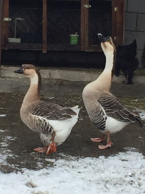  - GASTE AFRICANE si gaste romanesti