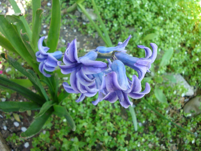 Hyacinthus orientalis L.1753. - Genul Hyacinthus