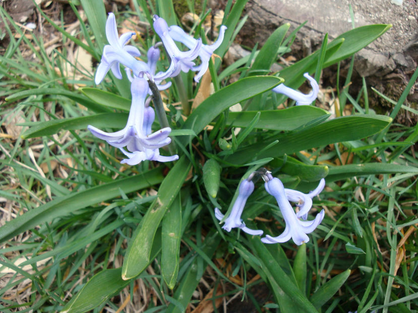  - Genul Hyacinthus