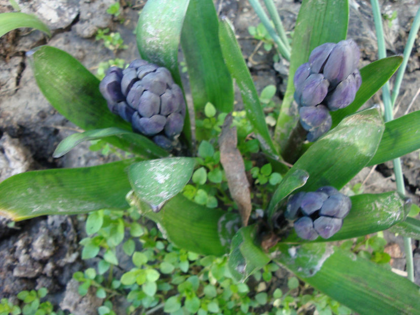  - Genul Hyacinthus