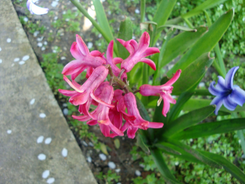  - Genul Hyacinthus