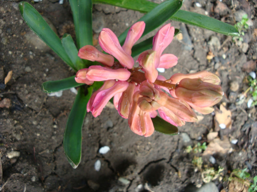  - Genul Hyacinthus