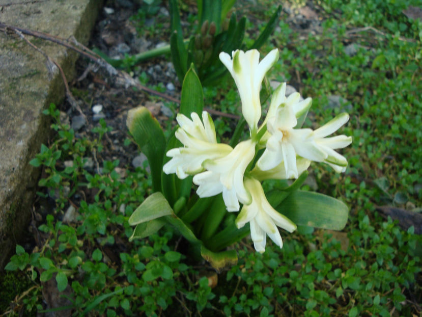  - Genul Hyacinthus