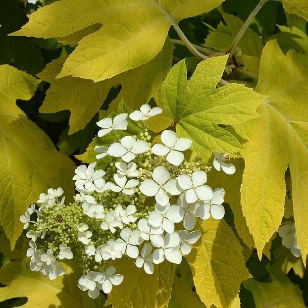 Hydrangea quercifolia Little Honey - b Comenzi plante copaci 2018 2019