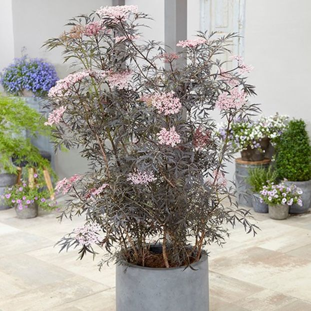 Sambucus nigra Black Lace 11 - b Comenzi plante copaci 2018 2019