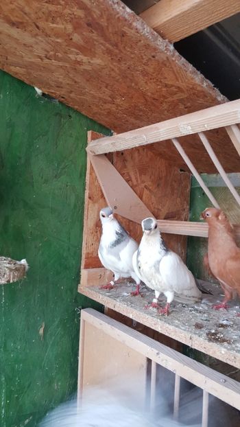  - Porumbei zburatori de cegled