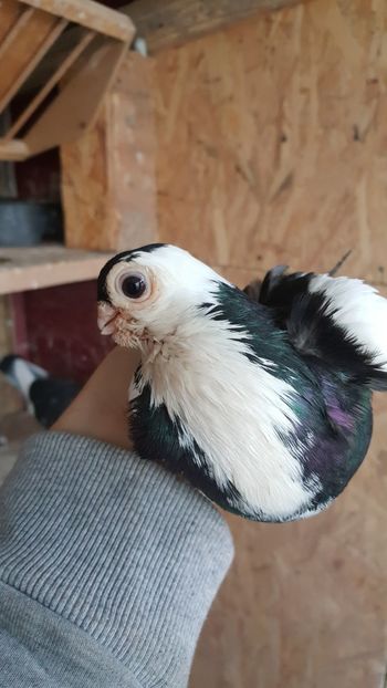  - Porumbei zburatori de cegled