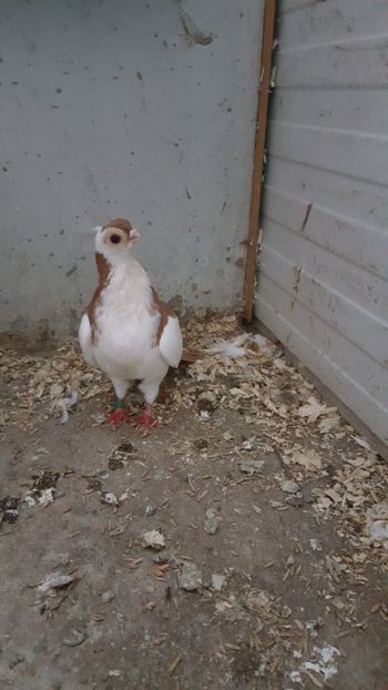  - Porumbei zburatori de cegled